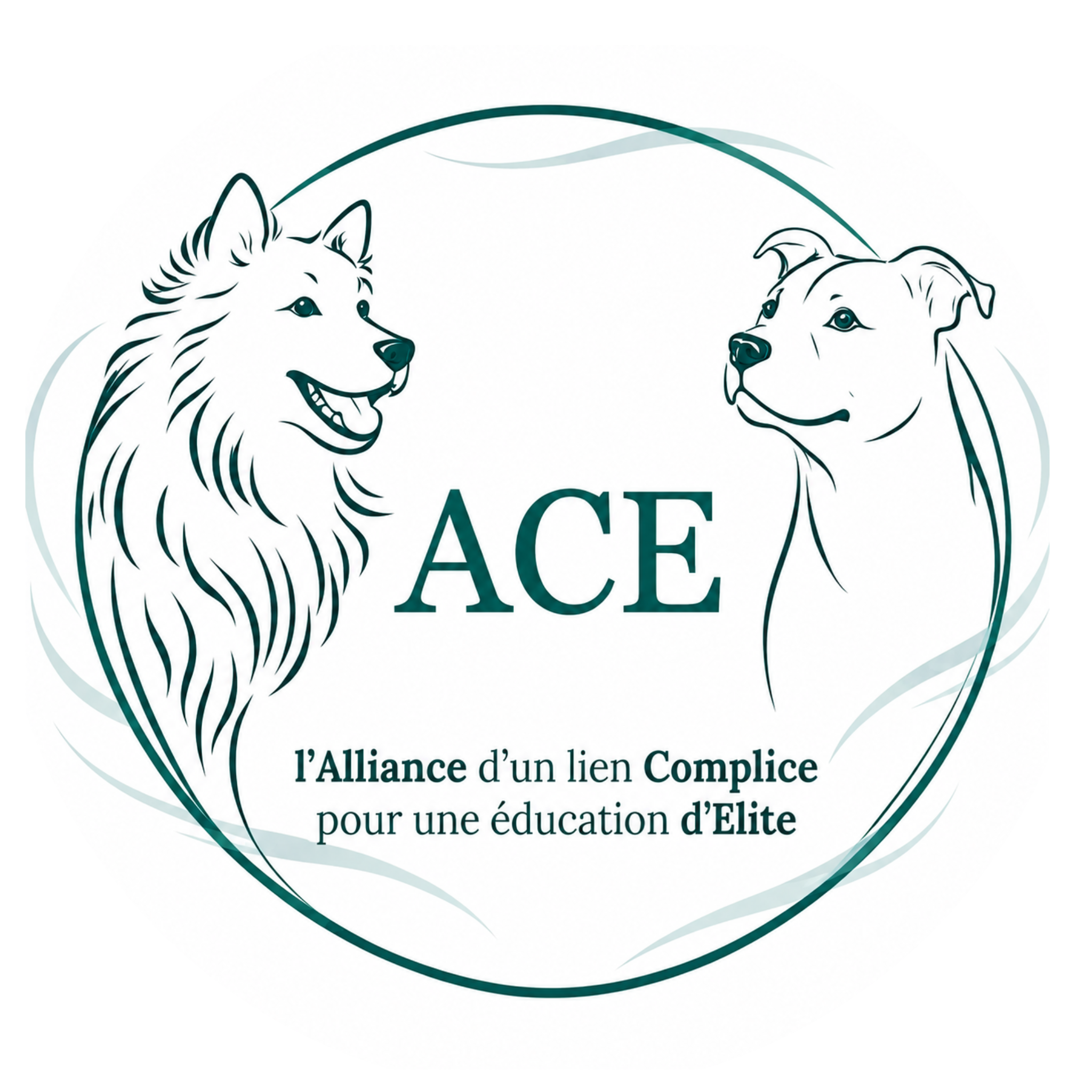 ACE - Dog Academy